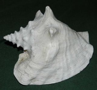 Stunning Large Conch Shell Nautical 9