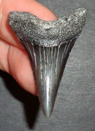 Big 1.  754 " Mako Shark Tooth Fossil From South Carolina Shark Tooth Guide