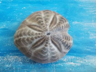 Rare Sea Urchin (spatangus) Marvelous 84.  60 Mm From Greece