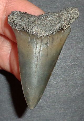 Big 1.  960 " Mako Shark Tooth Fossil From South Carolina Shark Tooth Guide