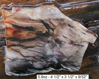 Nevada - Goose Creek Agatized Petrified Wood Slab - Colors
