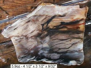 NEVADA - GOOSE CREEK AGATIZED PETRIFIED WOOD SLAB - COLORS 3