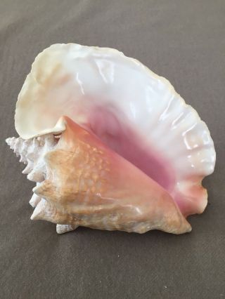 Large Pink Angel Skin Queen Conch Sea Shell 9 " Long X 7 " Tall