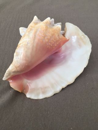 Large Pink Angel Skin Queen Conch Sea Shell 9 