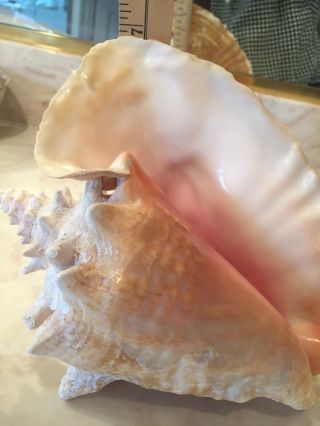 Large Pink Angel Skin Queen Conch Sea Shell 9 