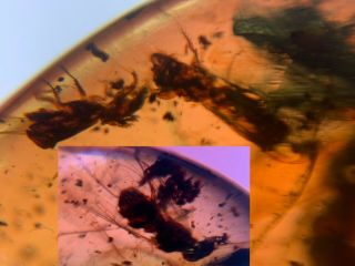2 Scarabaeoidae Beetle&big Fly Burmite Myanmar Amber Insect Fossil Dinosaur Age