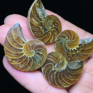 2pair Of Cut Split Pearly Nautilus Ammonite Fossil Specimen Shell Healing 48g