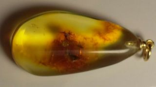 INSECT Inclusion BALTIC AMBER Silver Gold Plated Pendant 2.  1 g 2