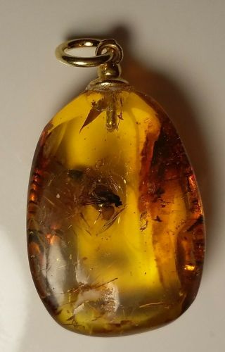 Insect Inclusion Baltic Amber Silver Gold Plated Pendant 1.  8 G
