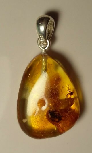Insect Inclusion Baltic Amber Silver Pendant 2 G.