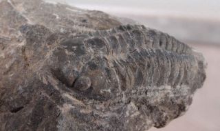 Morocco Trilobite Fossil Specimen On Matrix 2