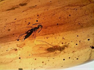 Cretaceous Burmite Amber Fossil Parasitic Wasp Insect Inclusion Gi33 0.  66g