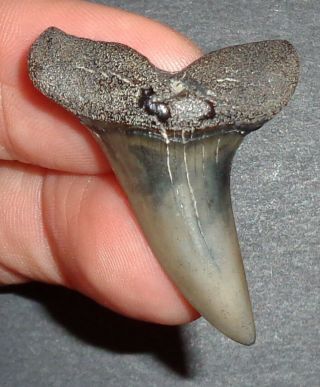 1.  605 " Mako Shark Tooth Fossil From South Carolina With Shark Tooth Guide
