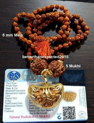1 Mukhi Ek Rudraksha One Face Rudraksh With 5 Mukhi Rudraksh Mala Lab Certified
