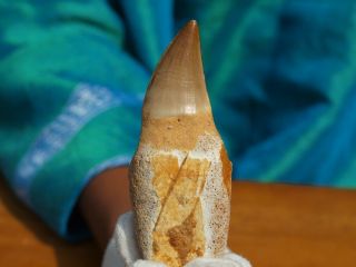 Large Authentic Mosasaur Dinosaur Tooth Fossil With Full Root Matrix 3.  1 " Inches