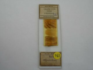 Antique Microscope Slide.  By Norman.  Sections Of Grape Vine.
