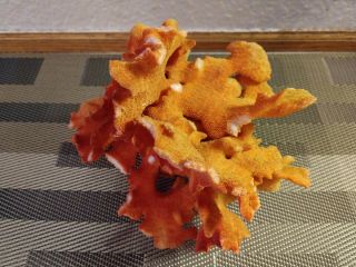 Orange Coral Natural Dead Dried Aquarium