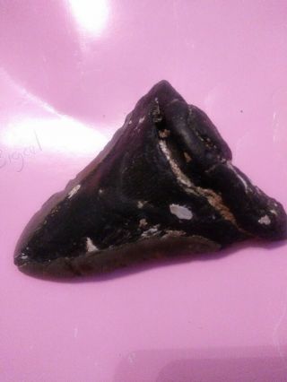 4.  05 " Megalodon Shark Tooth Fossil 100 Authentic - Huge