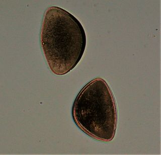 Antique Microscope Slide.  Diatom By W.  A.  Firth Hemidiscus Cuneiformis.