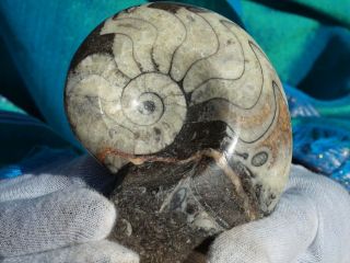 Ammonite Fossil Polished With Preparation From Old Stock