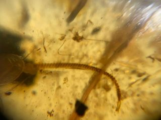 Uncommon Millipede&tick Burmite Myanmar Burmese Amber Insect Fossil Dinosaur Age