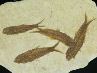 A School Of Four Small 50 Million Year Old Fish Fossils From Wyoming 142gr E