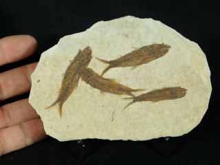 A School of Four Small 50 Million Year Old Fish Fossils From Wyoming 142gr e 2