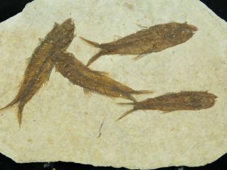A School of Four Small 50 Million Year Old Fish Fossils From Wyoming 142gr e 4