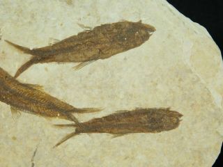 A School of Four Small 50 Million Year Old Fish Fossils From Wyoming 142gr e 5