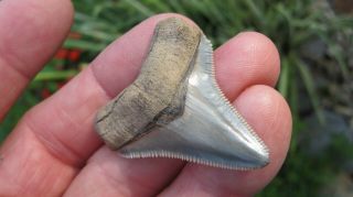 Chubutensis Megalodon Shark Tooth 1.  788 Inches