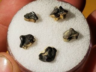 18 / 5 Cretaceous Ptychodus Teeth From Dallas Texas Eagle Ford Shell Fm.