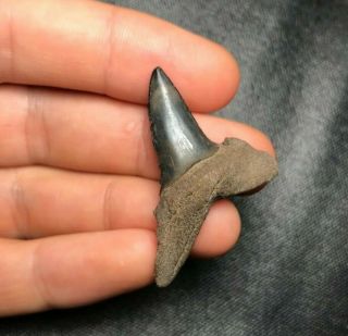 Sharp 1.  65 " Mako Shark Tooth Teeth Fossil Sharks Necklace Jaws Jaw Megalodon