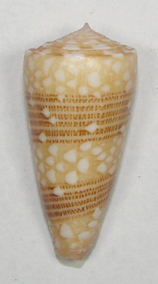 Conus Victor 33.  46mm Rare Specimen Off Nw Lembata,  Indonesia