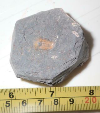 Fossil Brownish Trilobite Ductina Vietnamica 12x8 Mm 60 Gram