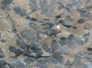 , Big Fossil Carboniferous Plant - Sphenopteris
