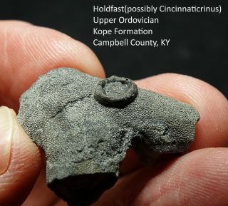 Black Ordovician Fossil Crinoid Holdfast Attached To Bryozoan Colony Kentucky
