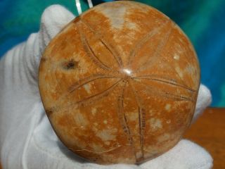 High Detail Fossil Sea Urchin From Madagascar