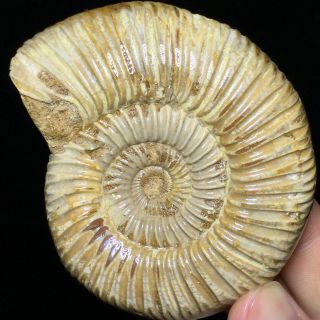 Natural Ammonite Nautilus Shell Jurrassic Fossil Specimen Madagascar 144g A71197