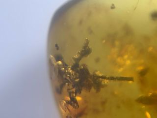 Uncommon Unknown Plant Flower Burmite Myanmar Amber Insect Fossil Dinosaur Age
