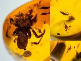 1409 - Spider&other Bugs In Fossil Burmite Insect Amber Cretaceous Dinosaur Period