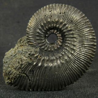 2in (5.  2cm) 38g Fine Shine Pyrite Ammonite Kosmoceras Jurassic Callovian Russian