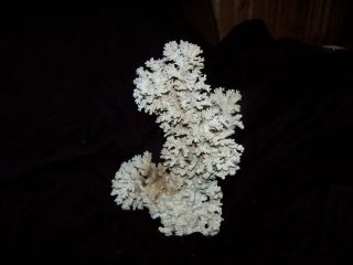 Natural White Large Branch Cluster Sea Coral Nautical Shell 3 - 1/2lbs.