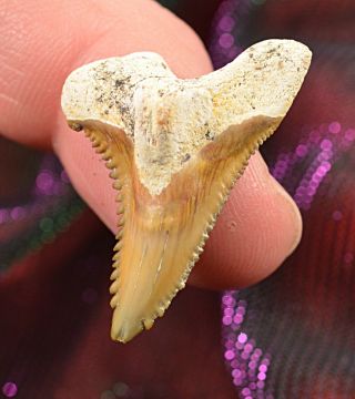 Bone Valley Florida Hemipristis Shark Tooth Fossil Teeth Megalodon Era