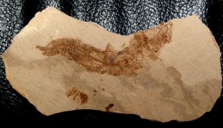 Big,  rare Oligocene fossil fish - Alosa sp. 2
