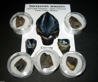 Cretaceous Triceratops Hell Creek Formation Dinosaur Tooth Fossil Medium Size