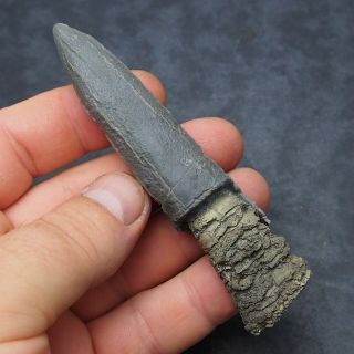 105mm Belemnite Acroelites Prepared Phragmocone Fossils Fossiles Fossilien