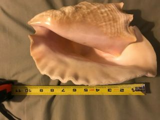 Vintage Large Natural Pink Queen Conch Sea Shell Seashell 9 