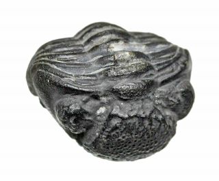 York Trilobite,  Eldredgeops Rana (formerly Phacops Rana),  Penn Dixie,  Roller