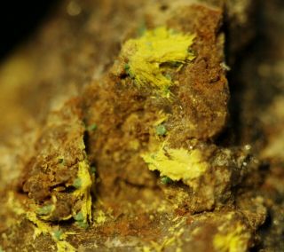 Bergenite Rare Uranium Crystals W/ Torbernite On Matrix Krunkelbach Valley U Dep