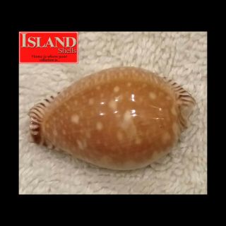 Seashell Cypraea Guttata Azumai 49.  9mm Rare Beauty